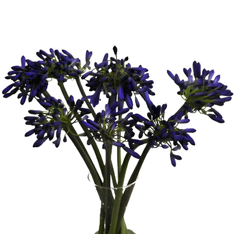 Agapanthus Indigo Blue Flower