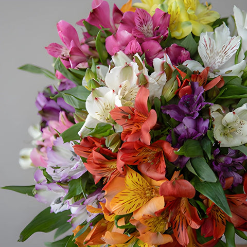 Mothers Day Wholesale Mixed Colored Alstroemeria Flowers