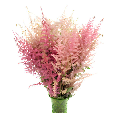 Hues of Pinks Astilbe Flowers May to October