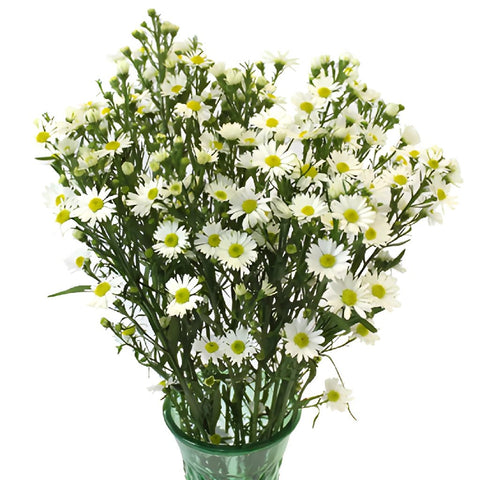 Aster Flowers White