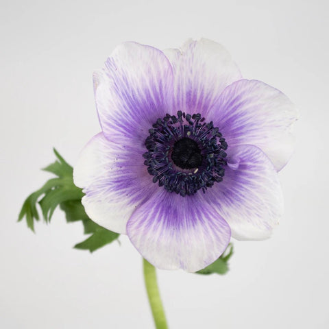 Bicolor Violet Anemone Flower Stem