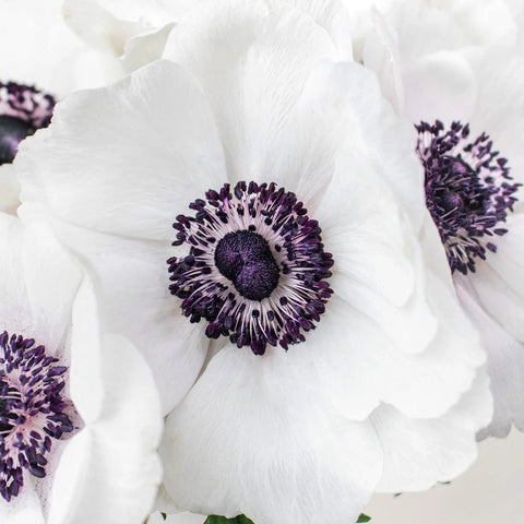 White Anemone Wholesale Flower Upclose