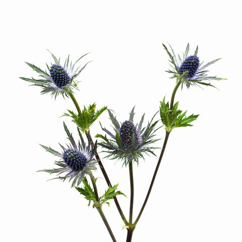 Blue Thistle Flower Stem