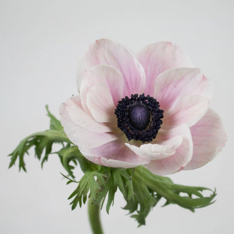 Blush Anemone Flower Stem