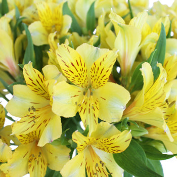 Bright Yellow Alstroemeria Flower