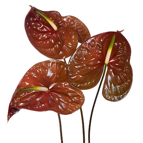 Anthurium Cocoa Tropical Flower