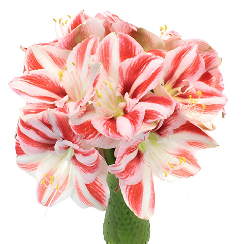 Peppermint Stripes Amaryllis Flower