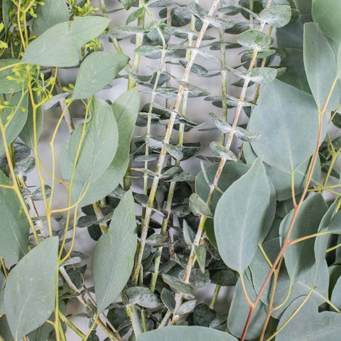 Eucalyptus Bulk Wholesale Flower Up close