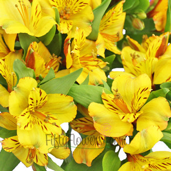 Golden Yellow alstroemeria Wholesale Flower Upclose