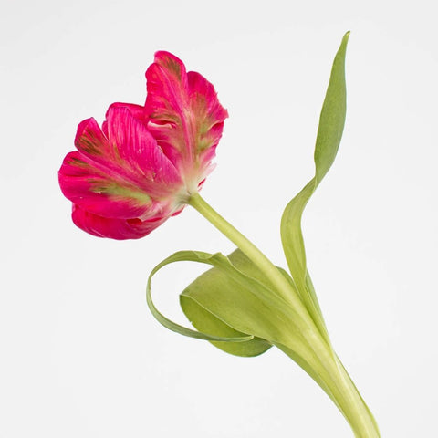 Hot Pink Parrot Tulip Flower Stem