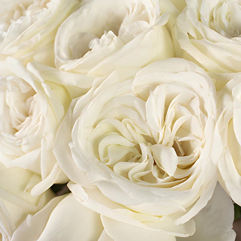 Jeanne Moreau Garden Roses up close