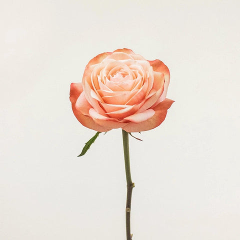 Kahala Peach Rose Stem