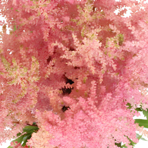 Pink Astilbe Flower November to April