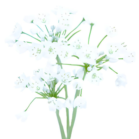 Allium Spray White Flower