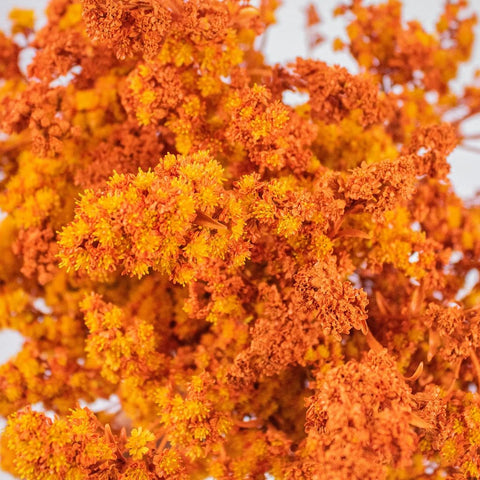 Orange Enhanced Estelle Filler Flower Up Close
