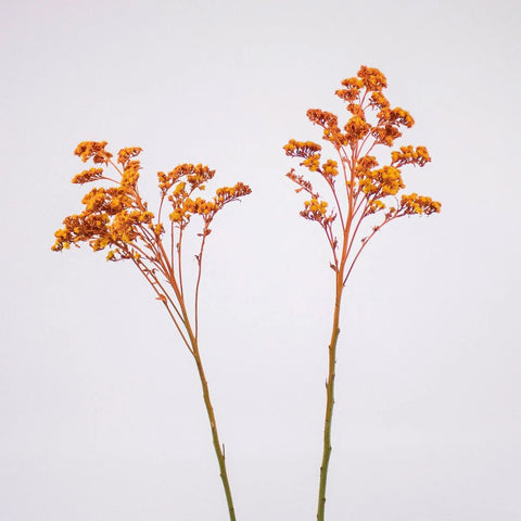 Orange Enhanced Estelle Filler Flower Stem