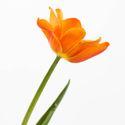 Orange Tulip Flower Stem
