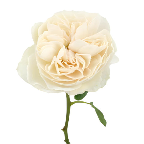Paper White Garden Rose Stem