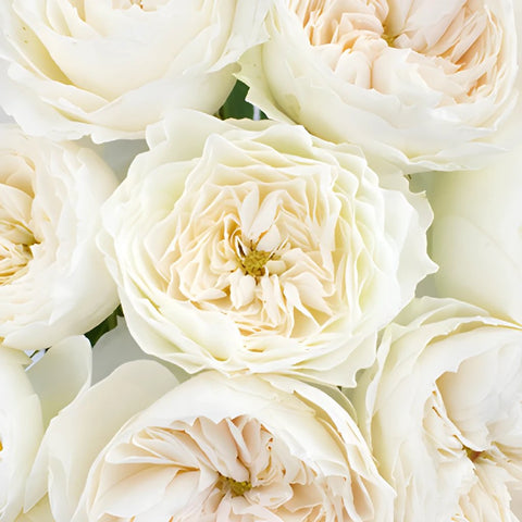 Paper White Garden Roses up close