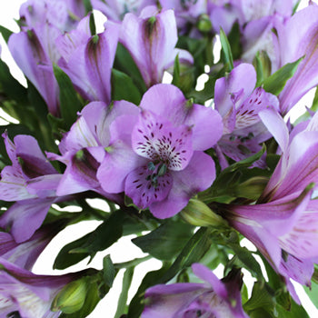 Passion Purple alstroemeria Wholesale Flower Upclose