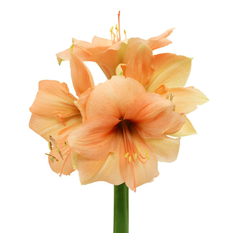 Amaryllis Peach Bulk Flower