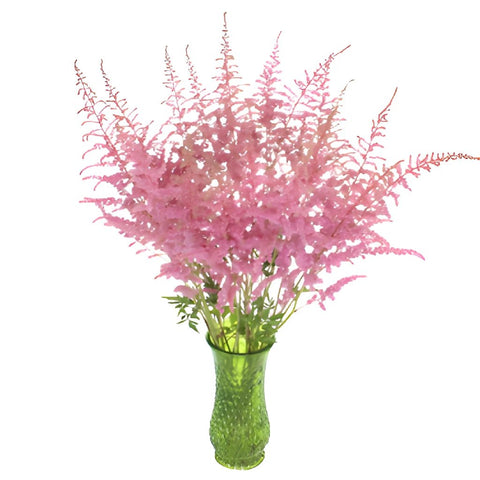 Perfectly Pink Astilbe Texture Flower May to October