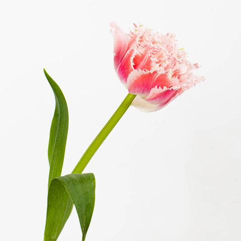Pink Double Fringed Tulip Flower Stem