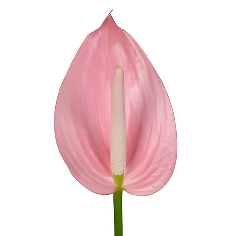 Rosey Pink Designer Anthurium Flower