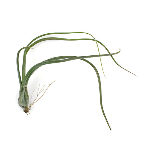 Eco Chic Pseudobaileyi Air Plants for Arranging