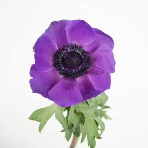Purple Anemone Flower Stem