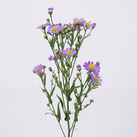 Purple Aster Flowers Single Stem