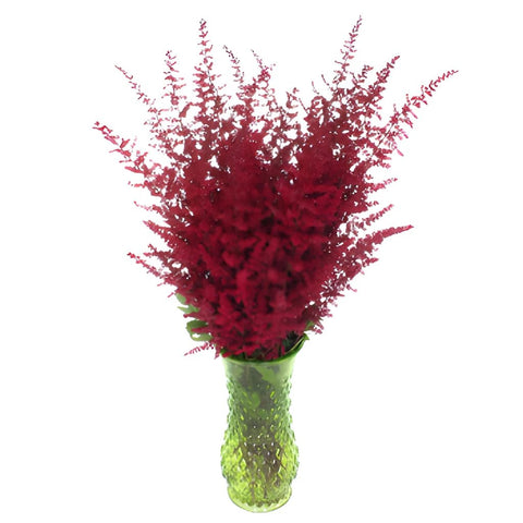 Red Astilbe Flower May to October