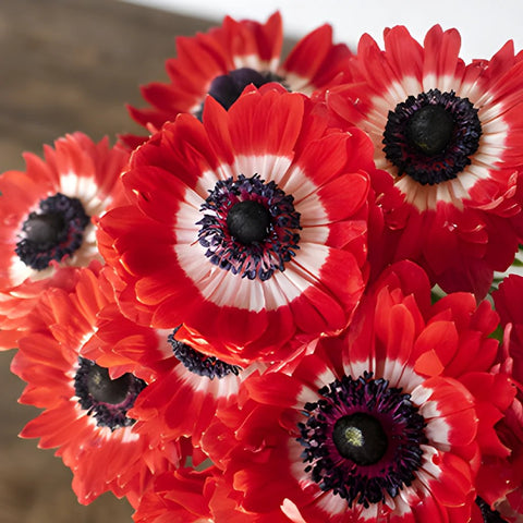 Red Full Star Anemone Wholesale Flower Upclose