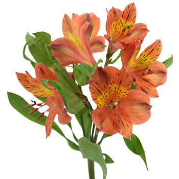 Terracotta Orange Peruvian Lily Flower FlatLay