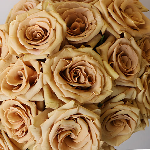 Toffee Brown Roses up close