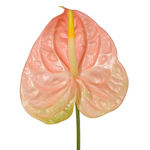 Anthurium Peachcicle Tropical Flower