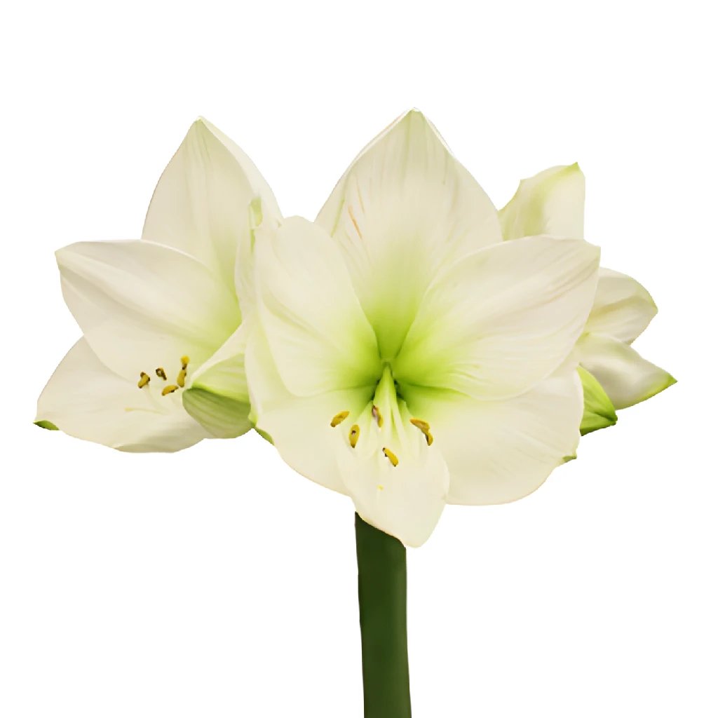 Wholesale amaryllis in FiftyFlowers