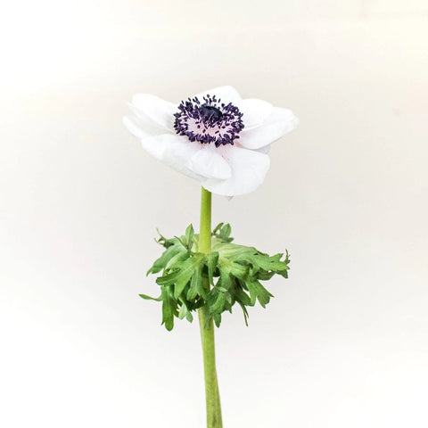 White Anemone Wholesale Flower Stem