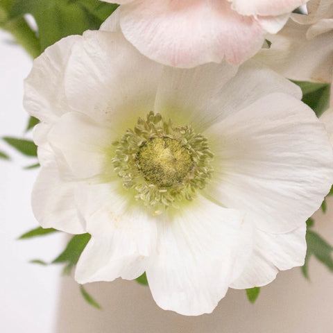 White Anemone Flower Up Close