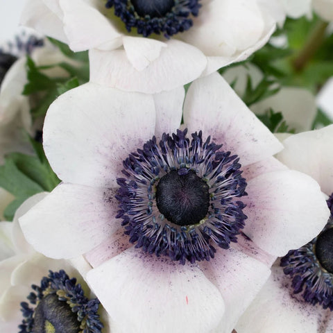White Anemone Flowers Up Close