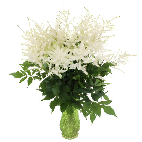 White Astilbe Flower May to October