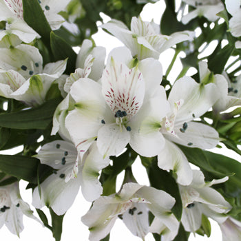 White Fresh alstroemeria Wholesale Flower Upclose