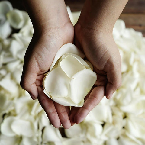 White Rose Petals Wholesale