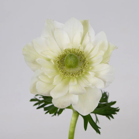 White Star Anemone Flower Stem