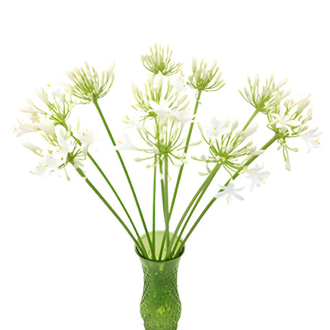White Agapanthus Flowers in a vase